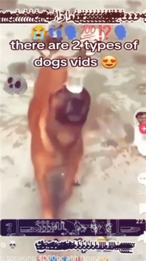 Memes® on Instagram: "This short, split-style video humorously explores the two contrasting sides of dog content on the internet. It begins with a peaceful, high-definition clip of an adorable golden retriever puppy curiously playing with a spring doorstopper, accompanied by soft, whimsical music. The atmosphere shifts abruptly in the second half to a low-quality, chaotic "meme-style" clip featuring a larger dog balancing a cup on its nose. This segment is layered with distorted audio, loud shou