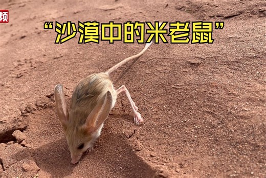 “沙漠中的米老鼠”世界濒危灭绝动物长耳跳鼠在新疆现身