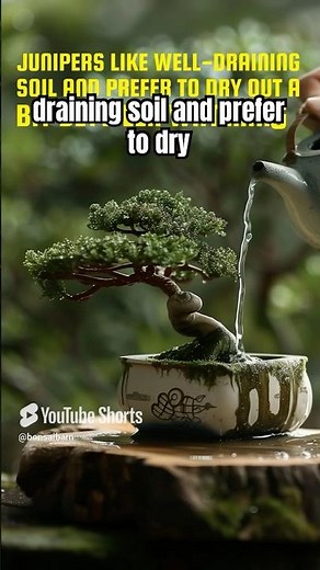Juniper Bonsai Care Basics for Beginners #bonsai #juniper