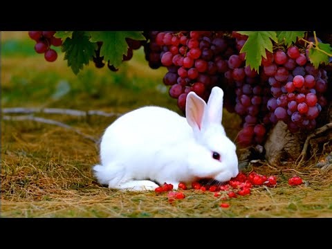 "Cute Bunny Eating 5 Different Fruits 🍎🍇🥭🐇 | Relaxing Animal Video"