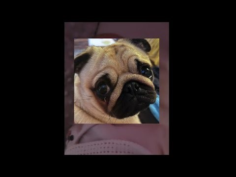 Disney•Pixar Madagascar (2005) - Alex tries to swim back to New York Scene (For ‪@redboi2009‬)