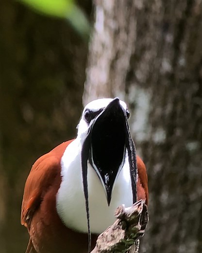 This unique bird has the most magnificent moustache of them all 🐦😍 | Furry Tails