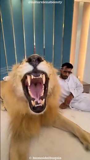 Living with a Lion Pet – Could You Handle It?