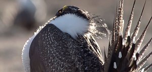 On a Sage-Grouse Lek: The Male Display | Bird Academy • The Cornell Lab