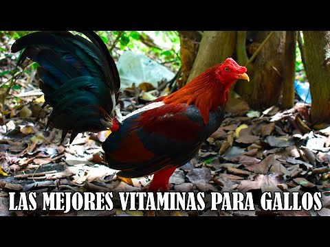 THE 10 BEST VITAMINS FOR FINE ROOSTERS