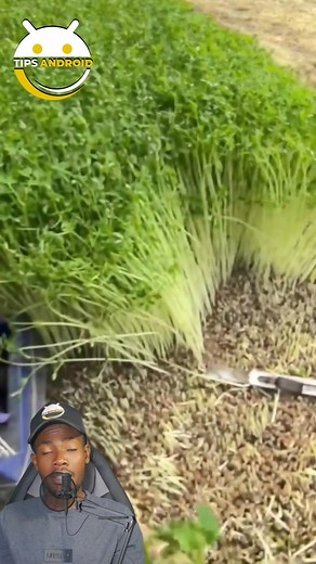 8K views · 16 reactions | Banm gade konbyen nan nou ki konnen sa yap rekolte a #reelsfacebook #reelsviral #reels | Tips Android | Facebook