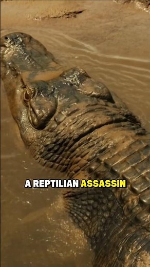 This Giant Croc Could Crush Dinosaurs!