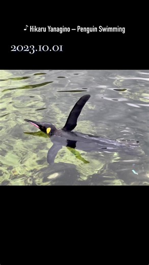 King Penguin Swimming フリッパーを立てて泳ぐキングペンギン｜October 1, 2023 #葛西臨海水族園 Tokyo Sea Life Park