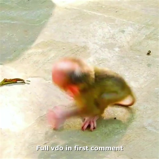 Tiny Lynx Yells Madly As Luna Minds On Food & Leave Him Lonely Check full vdo in first comment 🥲 | Hello Monkey