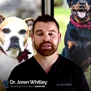 359K views · 4.5K reactions | This Animal Chiropractor is the real life Doctor Dolittle!  The Lovimals team spoke to Dr Joren Whitley from the Oklahoma Chiropractic Group about how he's able to help people's pets live healthier and longer lives through chiropractic! | Lovimals | Facebook