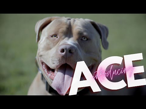 INTRODUCING XL AMERICAN BULLY ACE