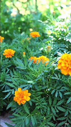 Marigold flower