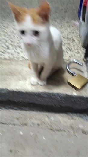 XD SE PERDIO MI GATO Y VOLVIO#flyyyyyyyyyyyyyyyyyyyy #flyyyyyyyyyyyyyyyyyyyy #flyyyyyyyyyyyyyyyyyyyy #parati #roblox #parati #parati #parati #parati #flyyyyyyyyyyyyyyyyyyyy #roblox #parati #roblox #flyyyyyyyyyyyyyyyyyyyy #parati #roblox #flyyyyyyyyyyyyyyyyyyyy