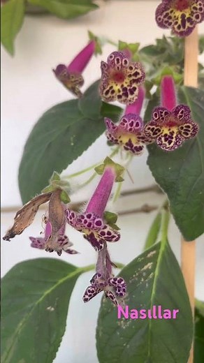 How my Kohleria flower bloomed in this color and why🌸EACH FLOWER IS BEAUTIFUL IN ITS OWN WAY
