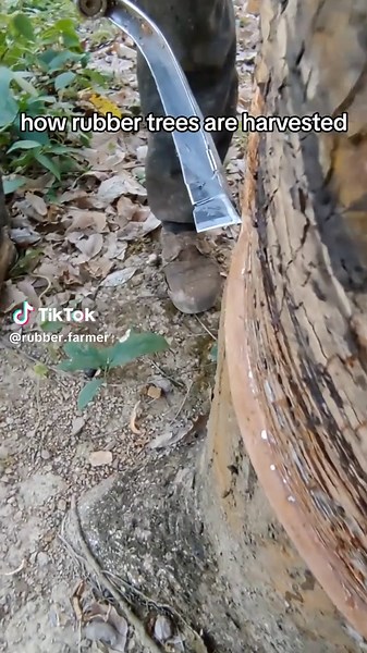 how rubber trees are harvested #rubber #tree #harvest #asmr