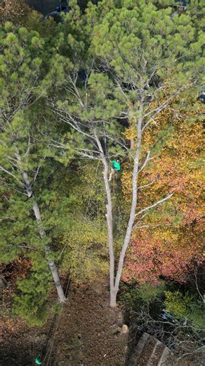 4.1K views · 11 reactions | #treeservicecompany | Jireh Tree Services & Landscaping | Facebook