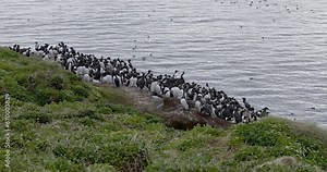 A flock of Common Guillemot (Uria aalge) resting on rocks on the bird cliff island of Hornøya in summer, Norway.
