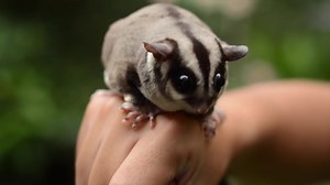 Possums: Close-Up Footage of Australia’s Most Adaptable Marsupial