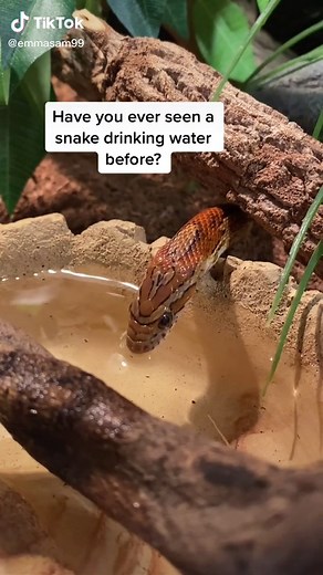 Watch a Corn Snake Enjoying a Drink of Water