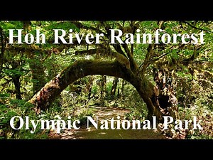 Hoh River Rainforest, Olympic National Park, Washington State USA