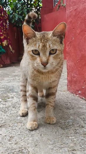 Aura ++++ #shorts #shortvideo #short #shortsfeed #shortsvideo #cat #pets