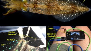 ‘Insane in the Chromatophores’: squid cells pulsate in sync with Cypress Hill