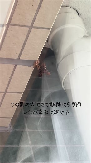 スズメバチ駆除に5万円は高すぎる？