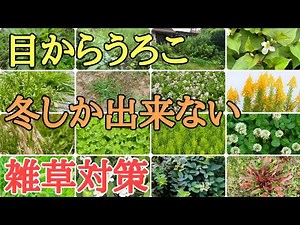冬の雑草対策｜全ての種類の雑草の特徴と弱点を大公開します。