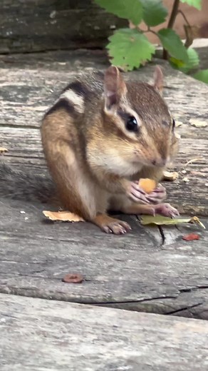 #chipmunk #squirrel #chipmunkeating