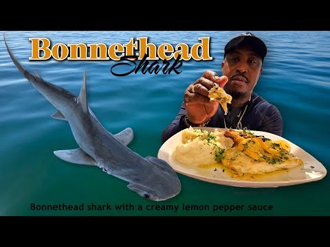 Bonnethead shark fishing. Creamy lemon pepper sauce. Catch, clean & cook. East Point, Florida.