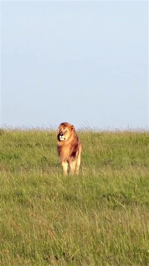 Make way for the King #lion #rhino #wildlife #safari #kingofthejungle