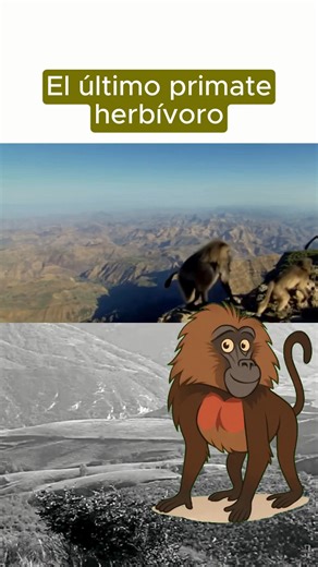 ¡El babuino gelada (Theropithecus gelada), el mono con “corazón” en el pecho que vive en las alturas de Etiopía! Su mancha roja en el torso parece un corazón latiendo y cambia según la emoción. Pasan el día pastando hierba en las praderas alpinas, formando grupos de hasta 800 individuos. ¡El herbívoro más social de los primates! #babuinogelada #babuino #monos #primates #datoscuriosos #animales | Buscando a mi mascota | Facebook