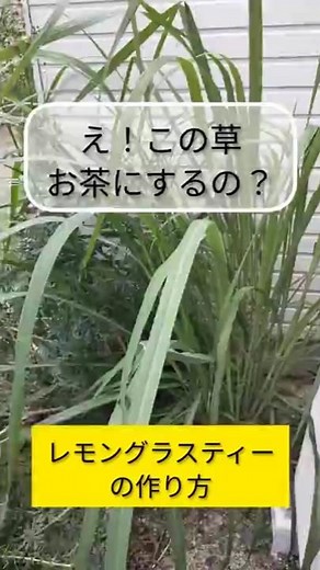レモングラスティーの作り方。乾燥させないでも作れるのがレモングラスのいいところ。アイスティーがオススメです。#キャンプ #登山 #ていねいな暮らし #ハーブティー #野草茶 #サバイバル