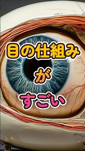 目の仕組みがすごい！網膜から盲点まで