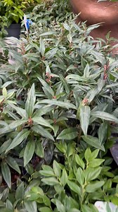 Sarcococca – the winter gem with glossy green leaves & heavenly scented blooms! 🌸💚 Discover why this evergreen is a must-have for your garden! 🍃😍 https://www.arboretum.ie/shop/products/sarcococca-confusa-2-litre.html #Sarcococca #WinterBeauty #FragrantGarden #Horticulture #Arboretum | Arboretum Home & Garden Heaven