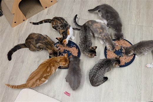 9.4K views · 118 reactions | HELP! We have officially hit Kitten...