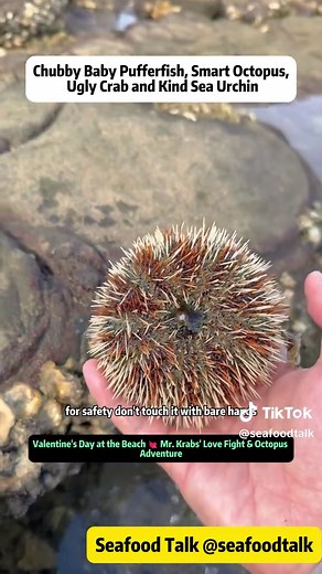Valentine's Day Beach Adventure: Love and Marine Life