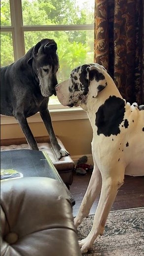 Funny Recovering Great Danes' Hilarious Synchronized Kissy Face Tap Dance Playtime - Joie de Vivre