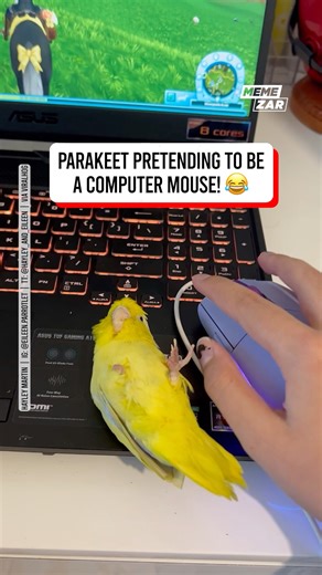 46K views · 327 reactions | Why use a computer mouse… when your parrot is the mouse ️列 | Memezar | Facebook