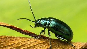 Insect ~ Everything You Need to Know with Photos | Videos
