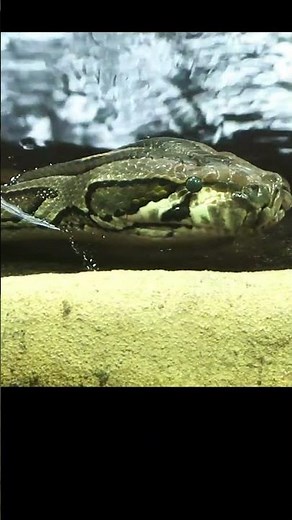 Python Snake open mouth #shorts