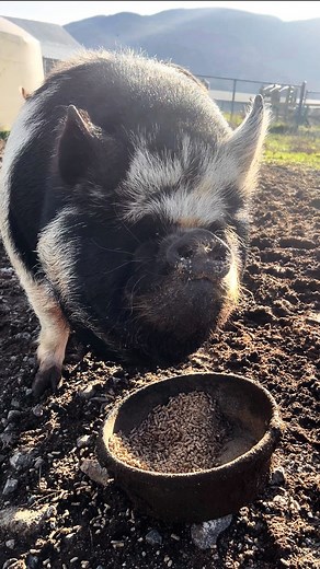 20 seconds of pigs eating their breakfast, because I think we all can use that kind of therapy sometimes. (Coming from someone who can’t STAND the sound of humans chewing…I know this is the good stuff.) You’re welcome. 🐽🤗🥰 #kunekune #kunekunepigs #therapy #chewing #breakfast #pigsofinstagram #pigs #fivesproutsfarm #fivesproutsfamilyfarm | Five Sprouts Family Farm