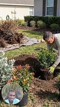 10 SET & FORGET SHRUBS for Florida Front Yards (That Survive Freeze & Heat)”