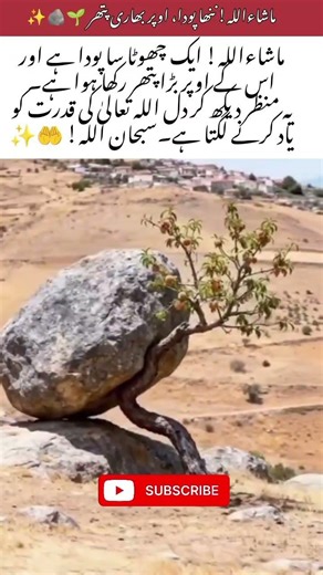 MashAllah – A Tiny Plant Holding a Heavy Stone 🌱🪨✨#Islamic video#short video#viral video#mashallah#