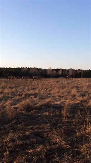 2.4K views · 121 reactions | Wild horses in the Chernobyl zone #chernobyl #pripyat #stalker #urbex | Chernobyl Urbex | Facebook