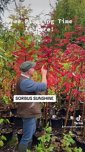 218 reactions · 11 shares | Sorbus “Sunshine”tough medium sized tree . White flowers in spring ,yellow berries and red autumn foliage . Planting time is from now, available in webshop https://pergolanurseries.ecwid.com ALL IRELAND DELIVERY  32 Counties WEBSHOP https://pergolanurseries.ecwid.com Pergola Nurseries Garden Corner, Virginia,Co Cavan A gardeners oasis of quality plants Open Tuesday to Saturday 10.30-6 Open Sundays 2-6 | Pergola Nurseries Garden Corner | Facebook
