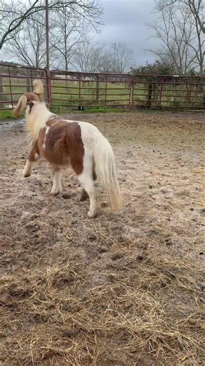 Little Albert was gelded this week. 🐎 Some of you may remember him as wild, scared, and unpredictable. Thanks to one of our volunteers, Nichol, he is a totally different beast. Albert walks on a lead, stands for grooming, enjoys treats, and comes to his name. 🤠 Here is a cute video of Albert and Trooper together over this weekend. ❤️ If you are interested in becoming Albert’s friend 👇 Venmo: shortyssafehaven PayPal: shortyssafehaven Cashapp: shortyssafehaven Website: www.shortyssafehaven.org 