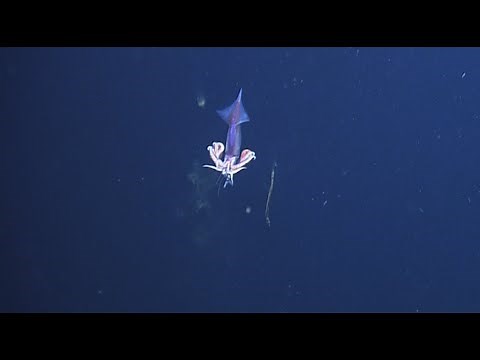 Deep Sea Predation: Squid Eats Fish | Nautilus Live