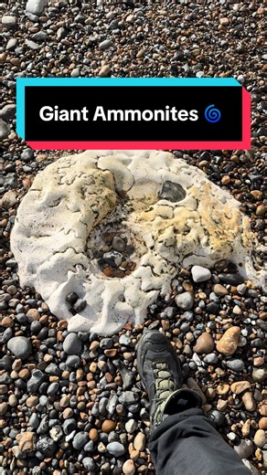 Exploring Fossils at Peacehaven's Coastline