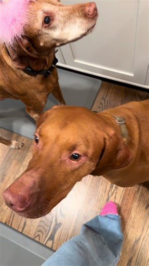 Fun Birthday Party Preparation for Butters